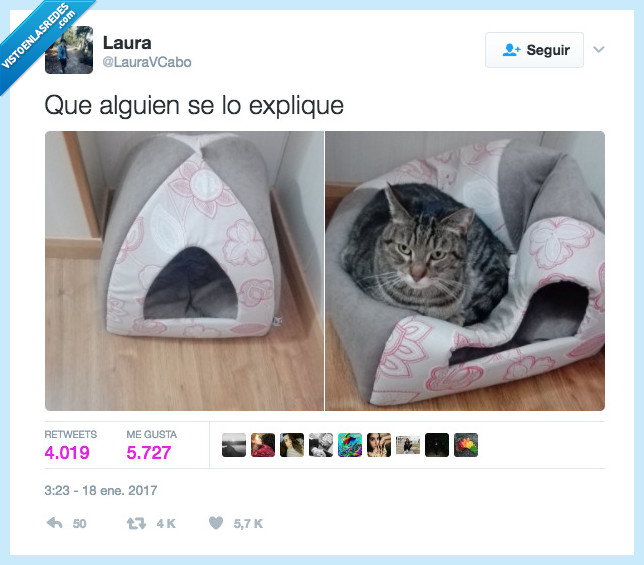 gato,cama,sueño,lunes