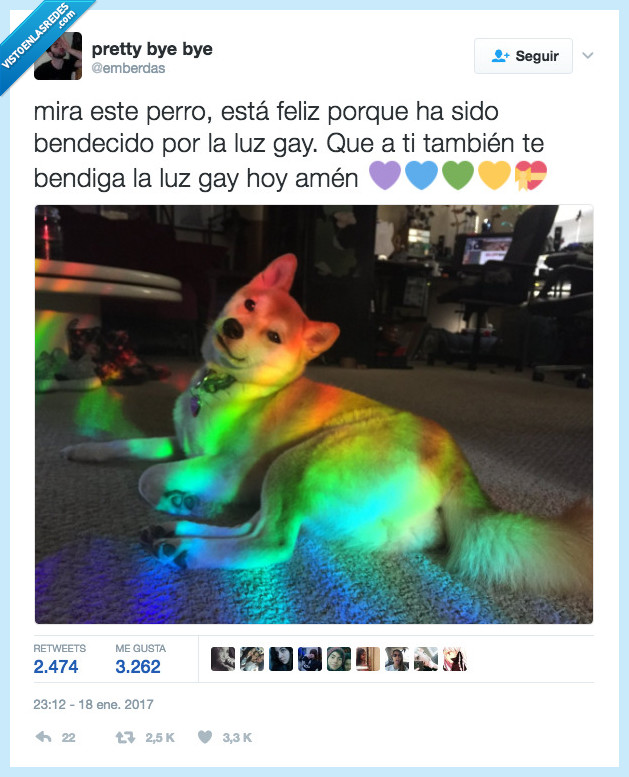 perro,rainbow,orgullo