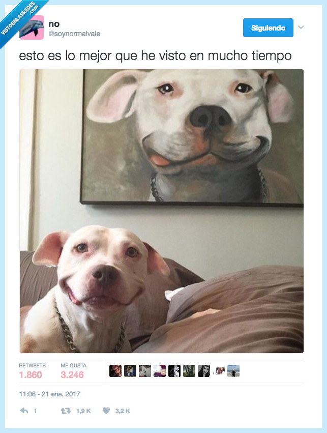 perro,reír,retrato