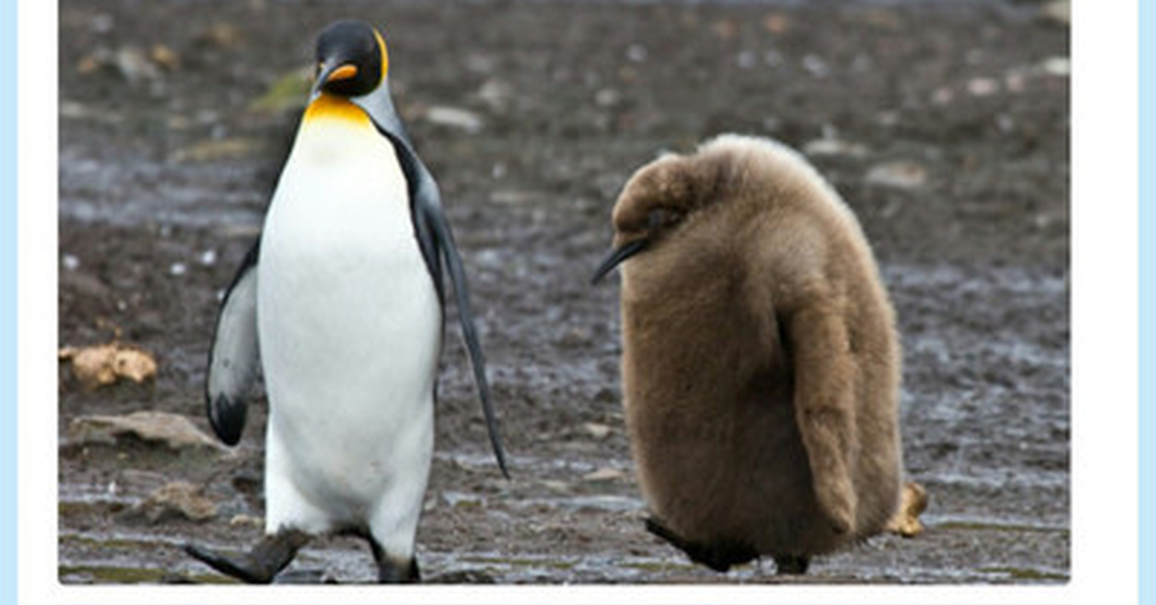 Анекдот про королевского пингвина