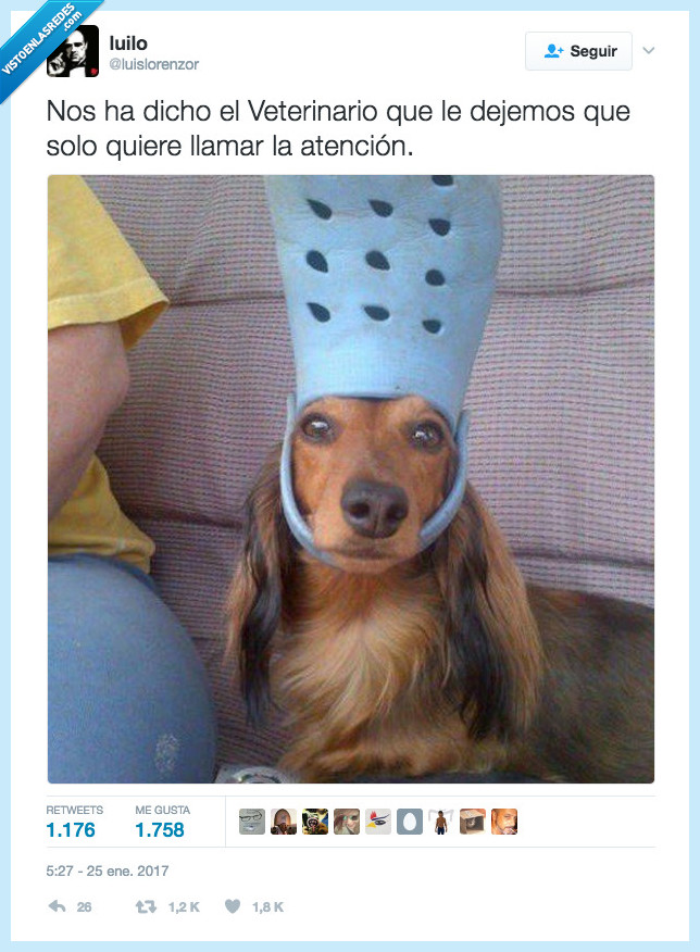 perro,zapatilla