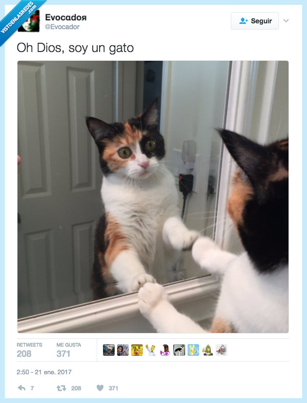 gato,eres tu,soy yo