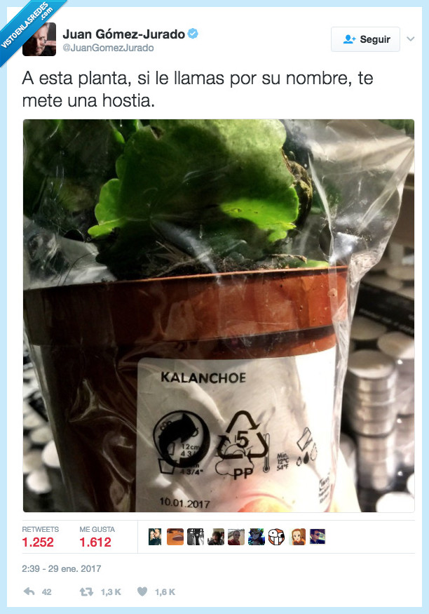 harry potter,sauce boxeador,caranchoa