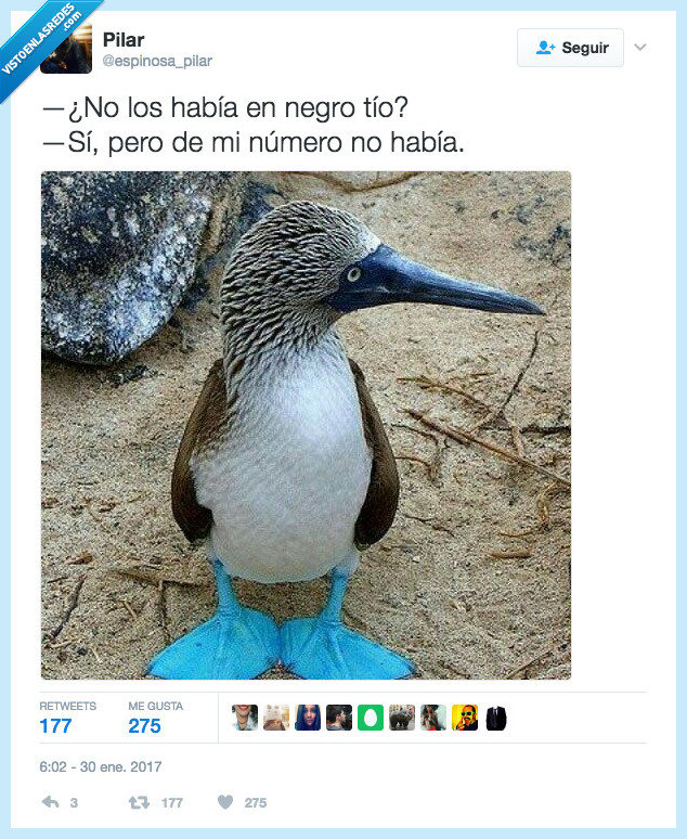 pájaro,azul,combinar