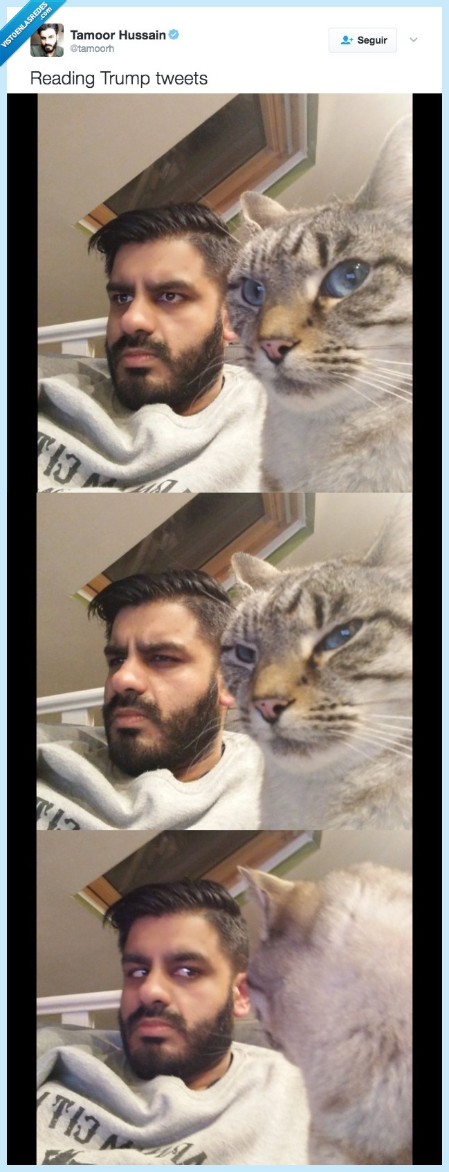 GATO,AMO,REACCIÓN,IGUAL