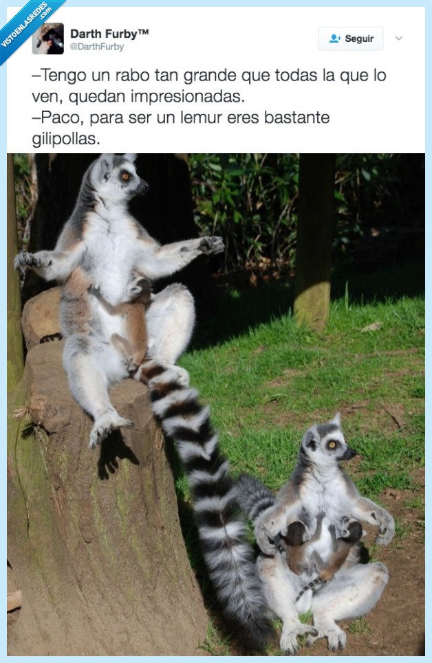 lemur,cachondo,chiste
