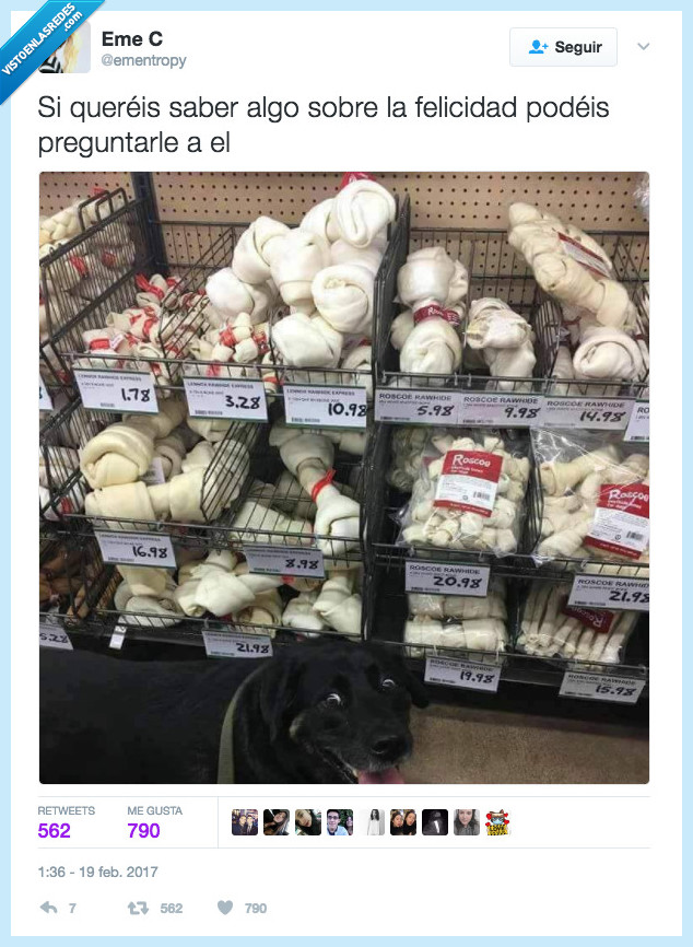 perro,felicidad,hueso