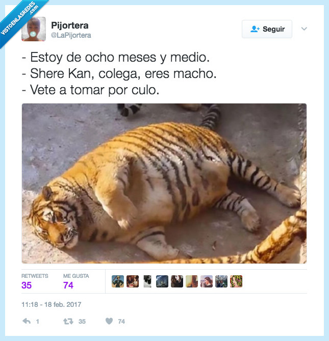 tigre,gordo,pizza