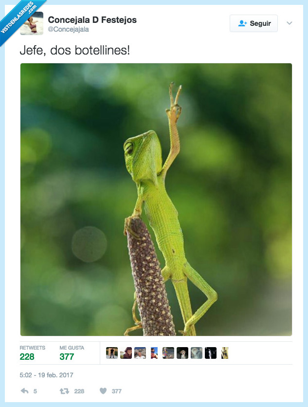 lagarto,botellín,cerveza