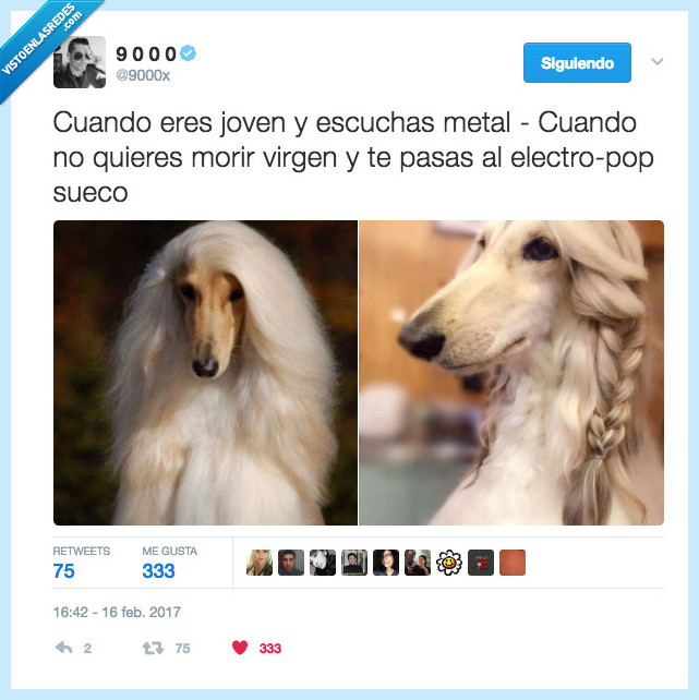 perro,afgano,trenza