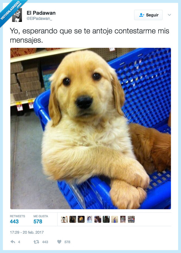 perro,sentado,leer