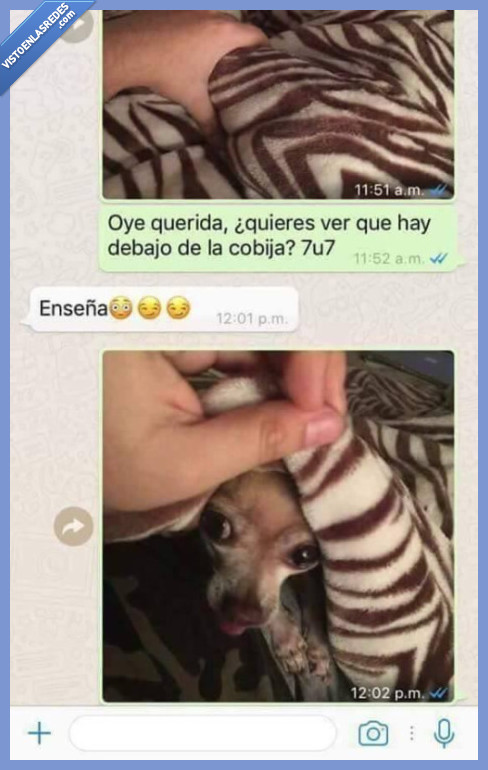 whatsapp,historia,perro