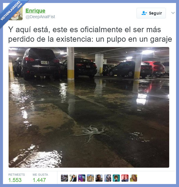 pulpo,garaje,inundación