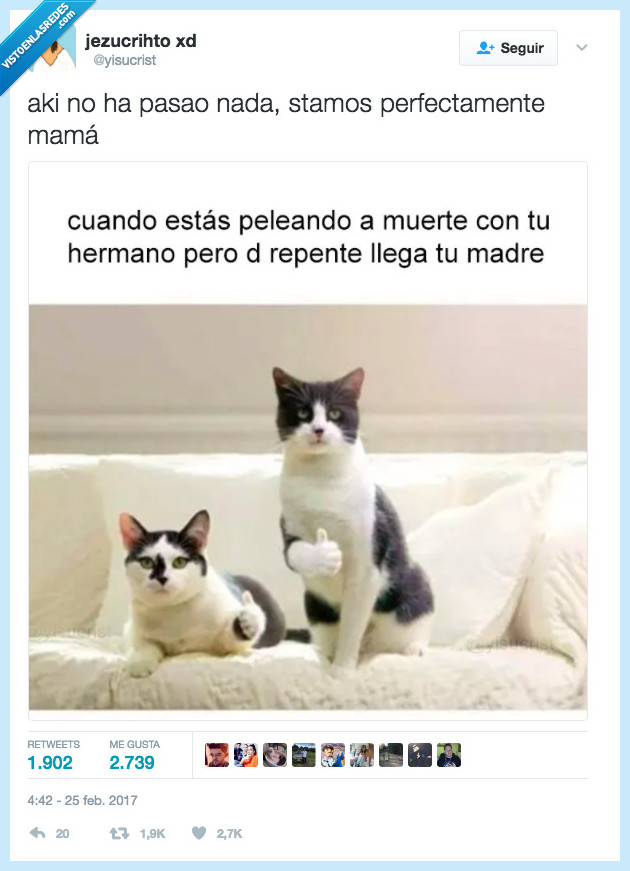 gato,hermanos,hostia,pelea
