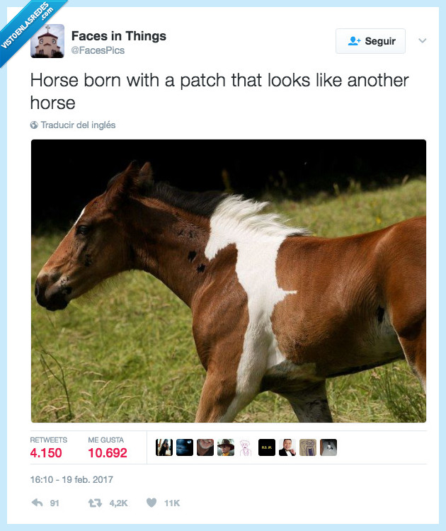 caballo,mancha,nacer
