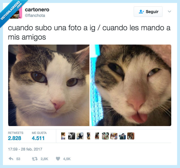 gato,selfie,instagram