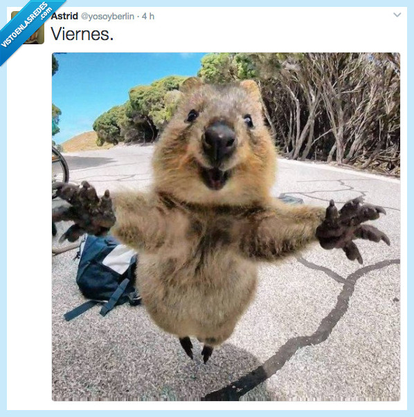 quokka,viernes,felicicidad