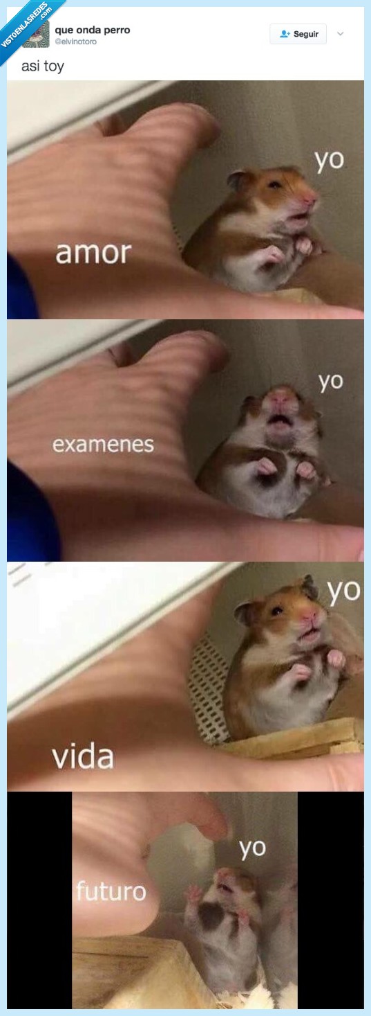 hamster,oscar,amor,vida,sentido