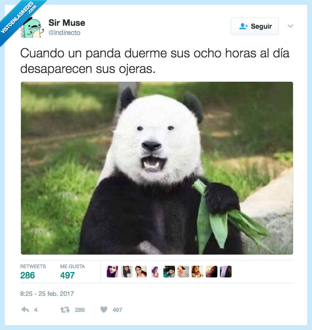 panda,ojeras,ocho oras
