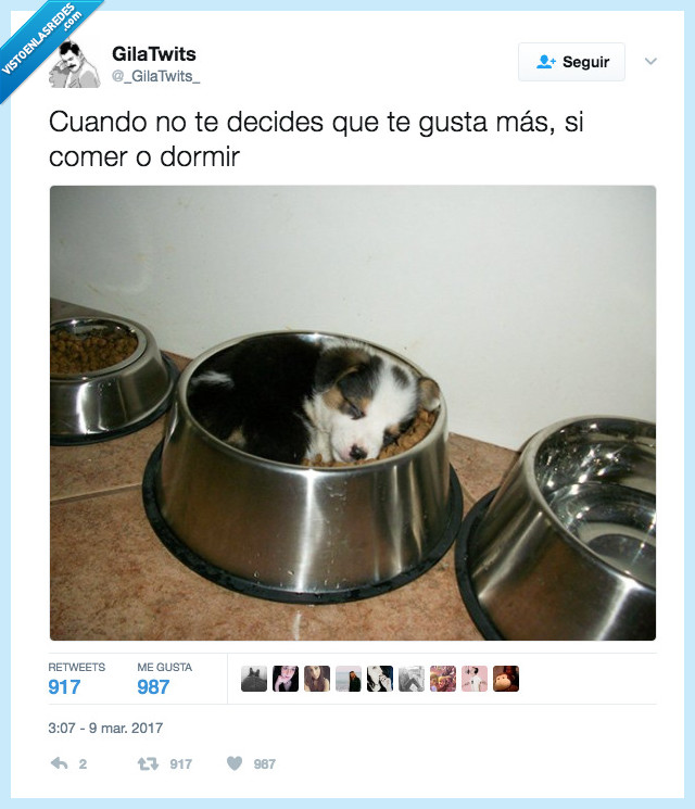 perro,pienso,dormir,comer