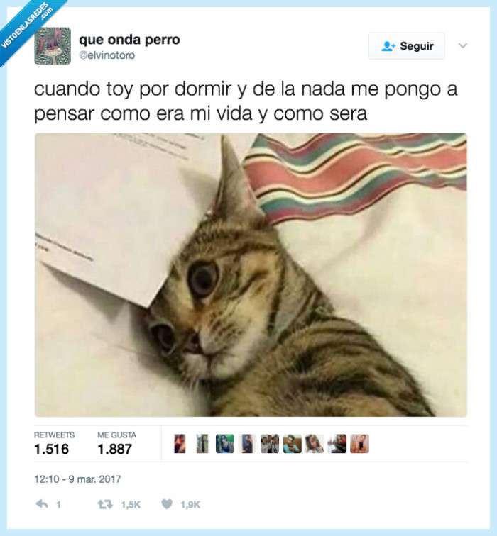 camino,gato,vida,pensar
