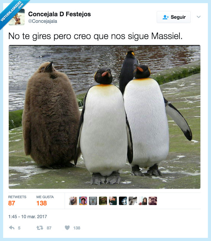 pingüino,masiel,seguir