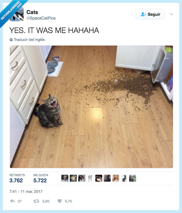 gato,comida,travesura