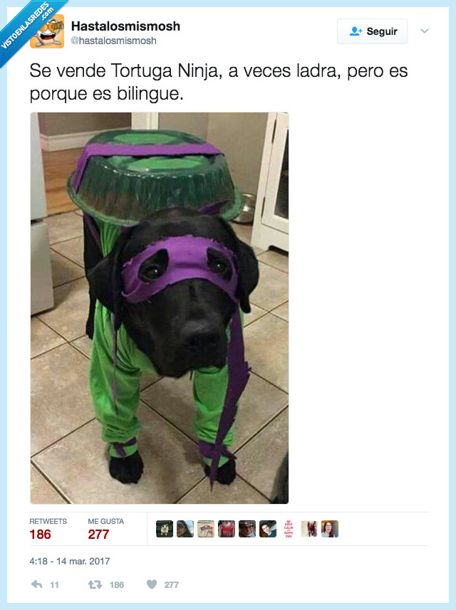 perro,ninja,llamar,tortuga