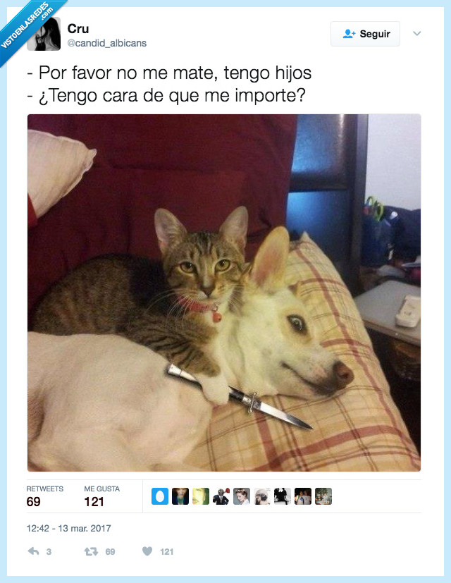 gato,sacar,instinto,asesino