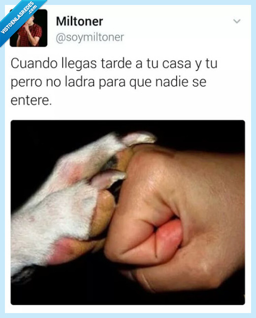 perro,beber,hacer ruído