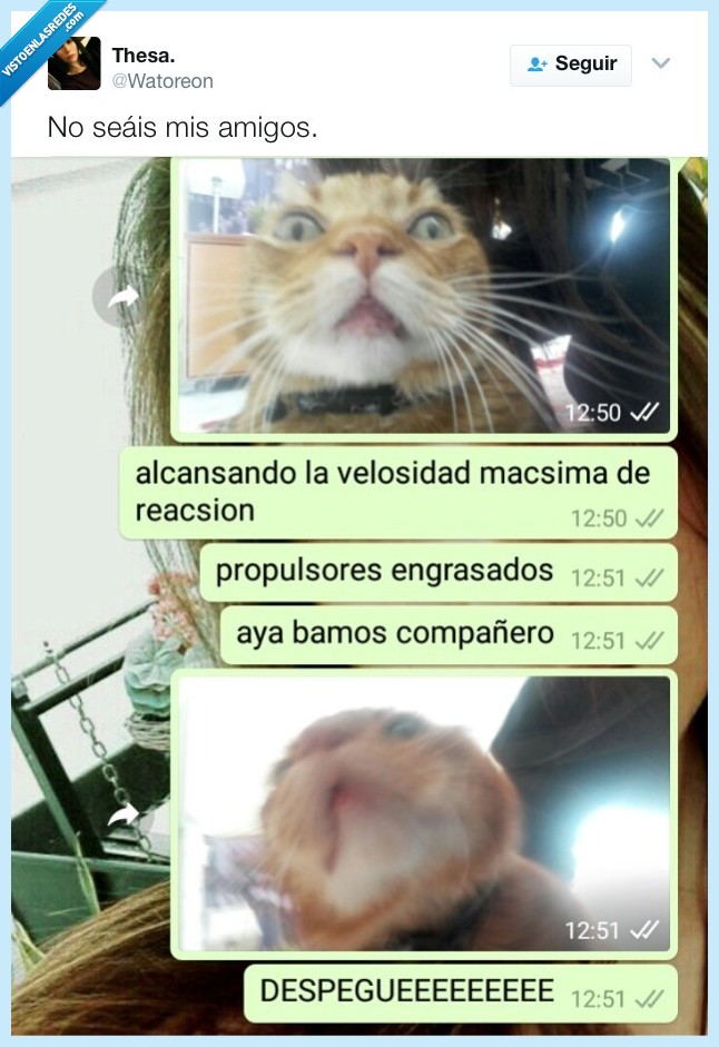 463172 - Cuando no sabes si quién es más tonto el gato o tu amigo por @Watoreon