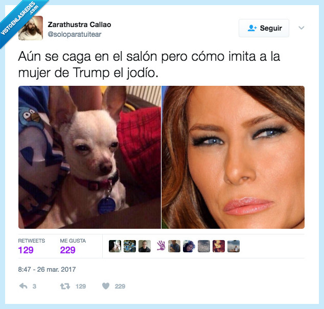 perro,melania trump,mujer