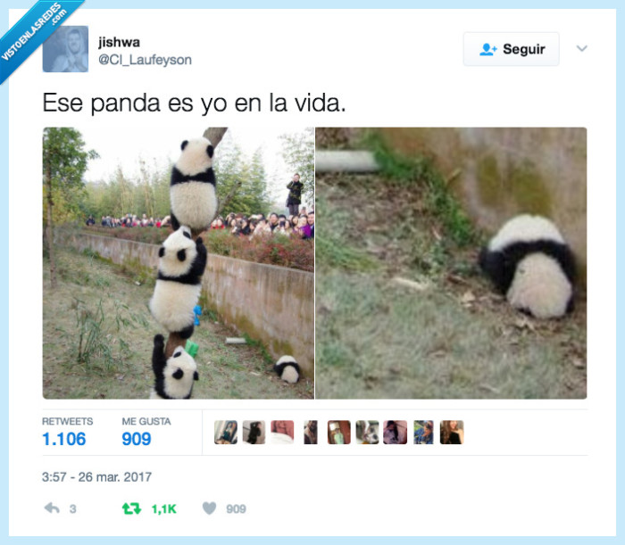 panda,vida
