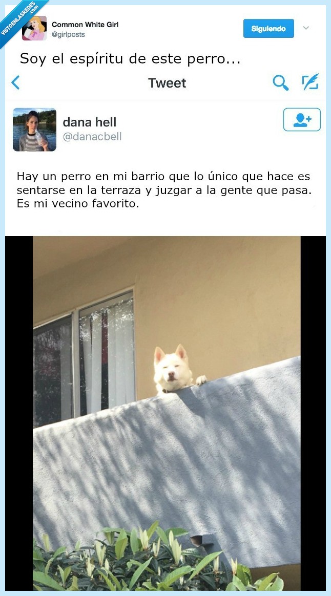 perro,posición,barrio,unico