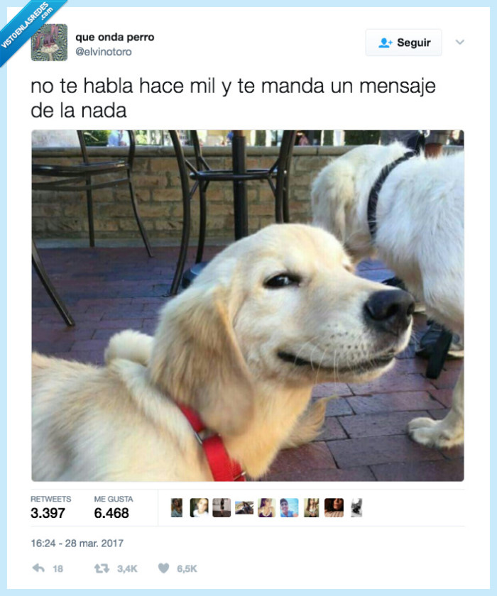 perro,mandar,mensaje,nada
