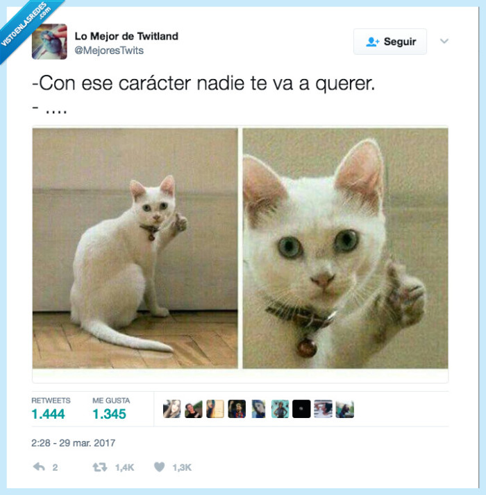 gato,carácter,nadie,querer