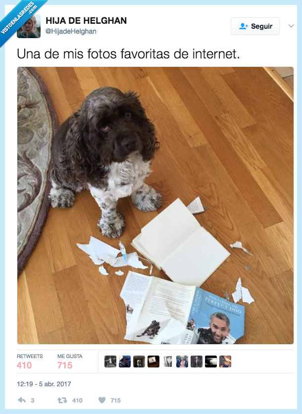 perro,encantador,fotos,internet