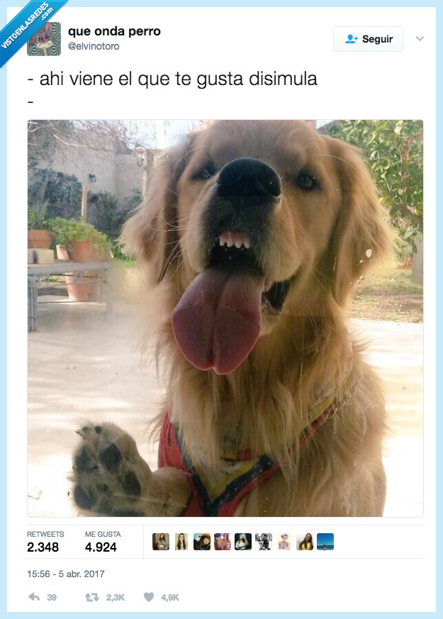 disimular,crush,perro