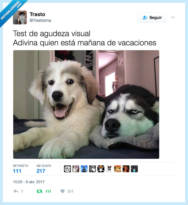 perro,vacaciones,tener