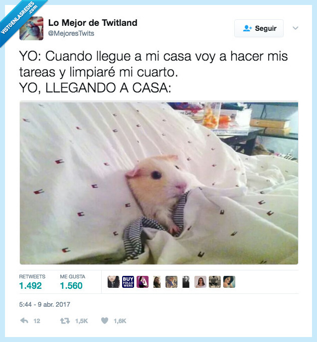 hamster,vacaciones,nada
