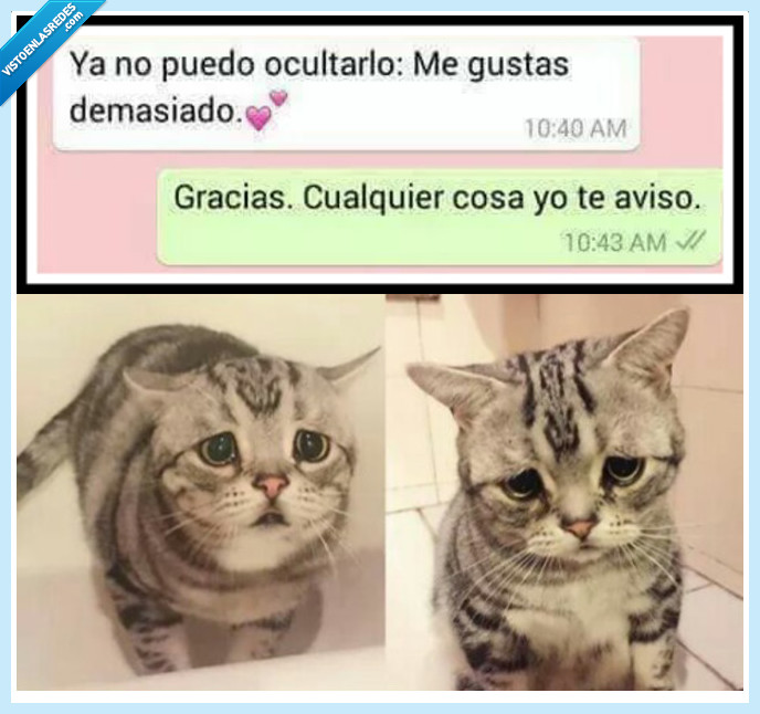 gato,frienzone,ocultar,gustar