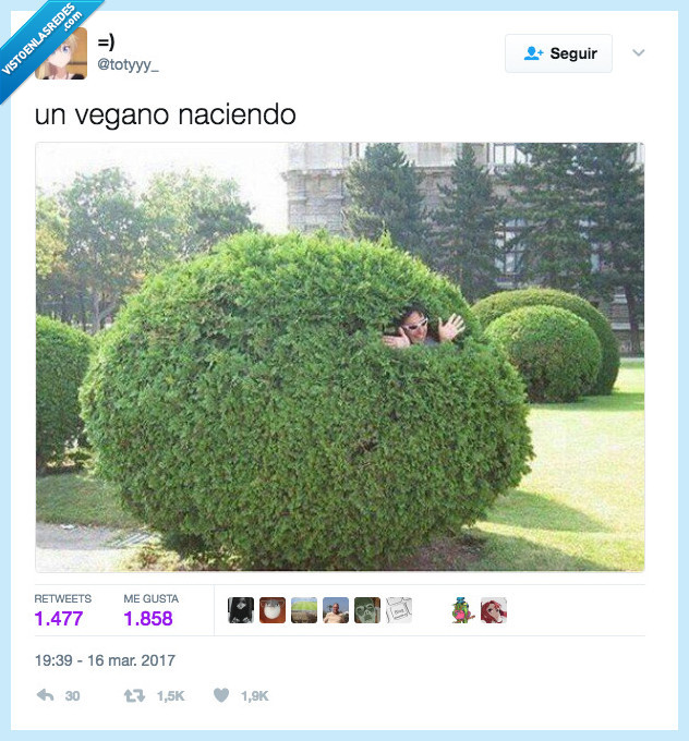 parto,vegano,arbusto