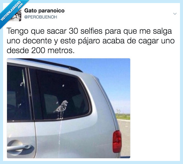 selfie,pajaro,cagar,200,metros,foto