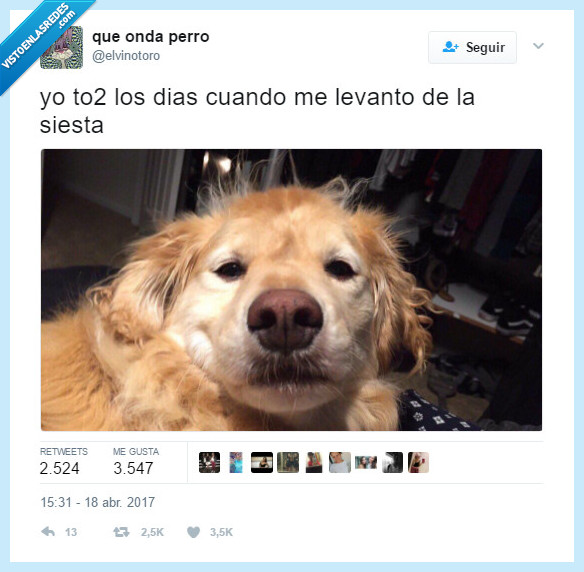 perro,siesta,levantar