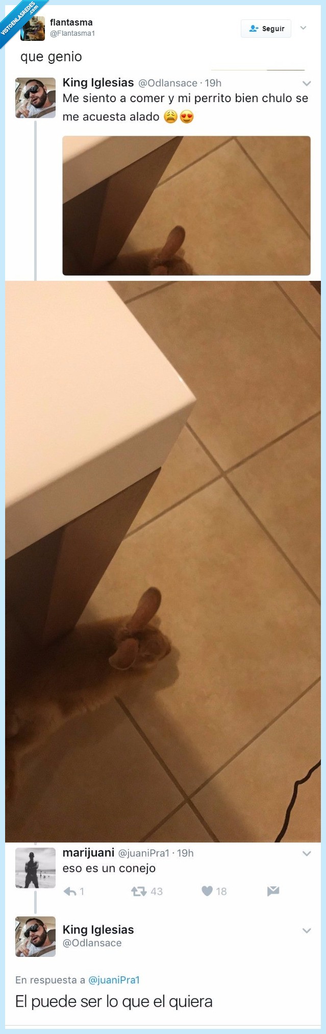 conejo,genio,nadie,decir