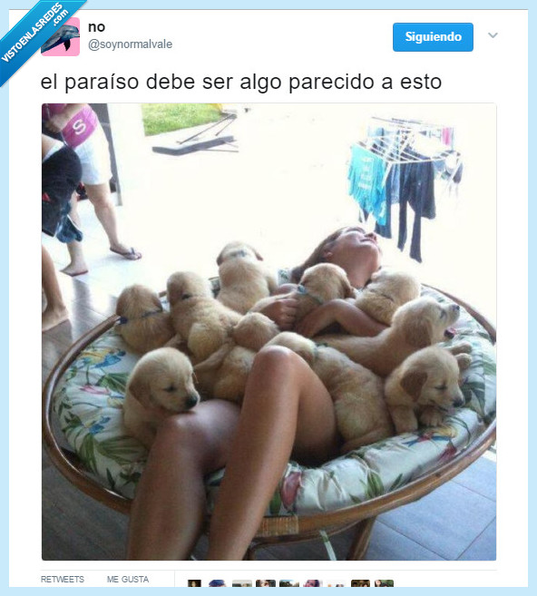 perro,cachorro,morir,cielo