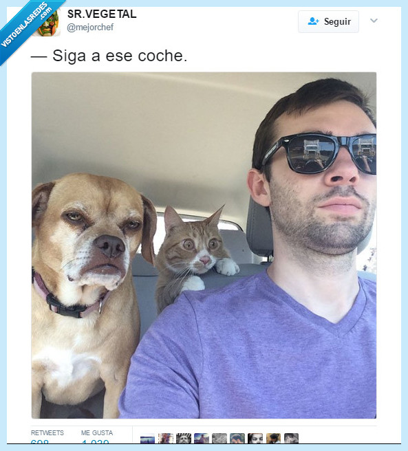 coche,perro,gato