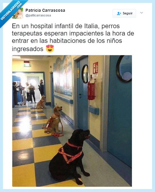 perro,hospital,Italia