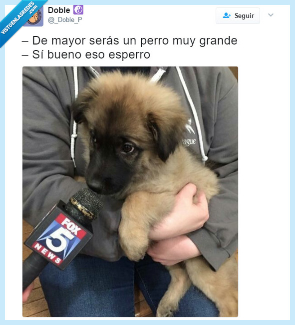perro,meme,micrófono