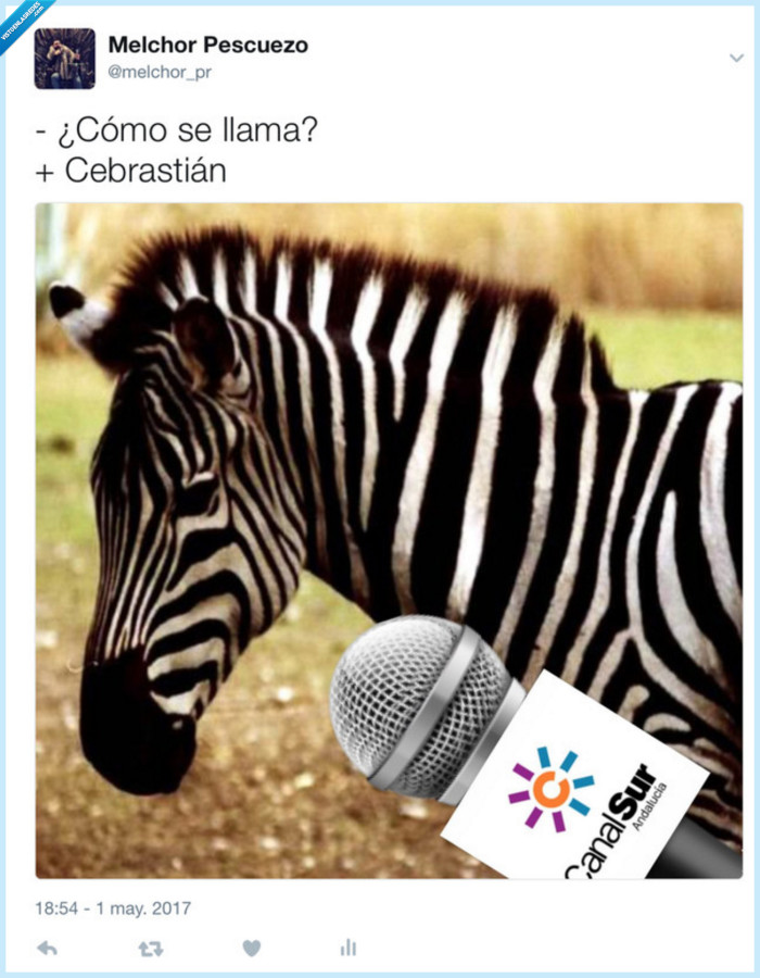 Cebra,Cebrastian,Entrevista